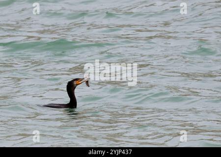 Cormorano Phalacrocorax carbo, in mare con pesci catturati come il comune Blenny Blennius pholis, uccello da immersione dal collo lungo lungo lungo becco a base gialla Foto Stock