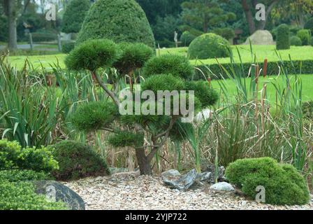 Garten-Bonsai, Krummholzkiefer , Pinus mugo subsp. mugo, Bonsai giardino, pino di montagna, Pinus mugo subsp. Mugo, bonsai da giardino, pino Krummholz Foto Stock