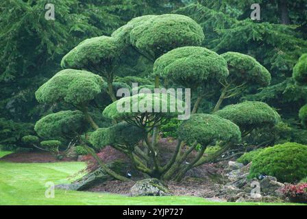 Garten-Bonsai, Krummholzkiefer , Pinus mugo subsp. mugo, Bonsai giardino, pino di montagna, Pinus mugo subsp. Mugo, bonsai da giardino, pino Krummholz Foto Stock