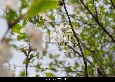 Una scena primaverile con un'ape che impollina attivamente i fiori di melo, circondati da fioriture vivaci. Foto Stock