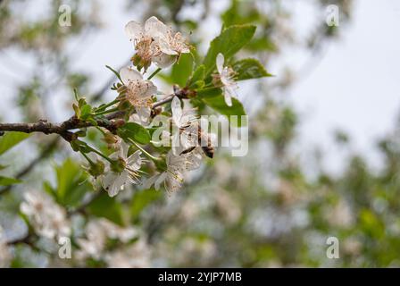 Una scena primaverile con un'ape che impollina attivamente i fiori di melo, circondati da fioriture vivaci. Foto Stock