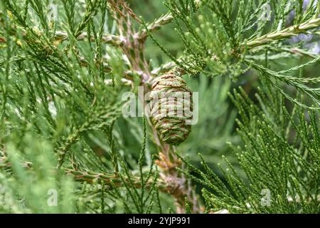 Bergmammutbaum, Sequoiadendron giganteum, Berg sequoia, Sequoiadendron giganteum, Mountain sequoia, sequoia di montagna Foto Stock