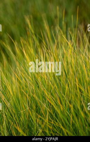 Lunghe lame d'erba che si muovono sullo sfondo del vento. Profondità di campo ridotta Foto Stock