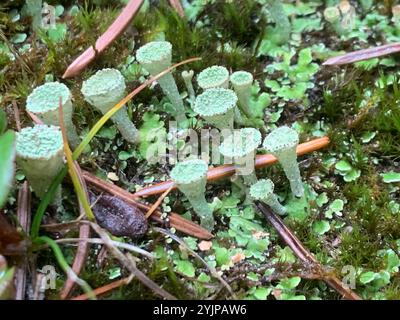 Tazza di mealy Pixie (Cladonia clorophaea) Foto Stock