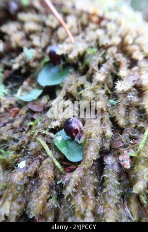 Casco-orchidea venata (Corybas diemenicus) Foto Stock