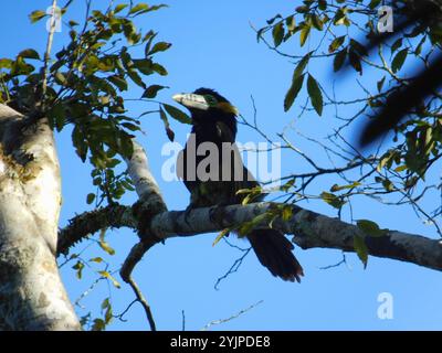 Toucanet con fattura a punti (Selenidera maculirostris) Foto Stock