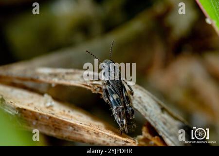 Cricket di sabbia più piccolo (Ellipes minuta) Foto Stock