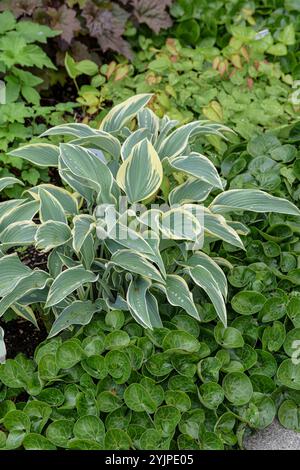 Funkie, Hosta First Frost, Hosta, Hosta First Frost Foto Stock