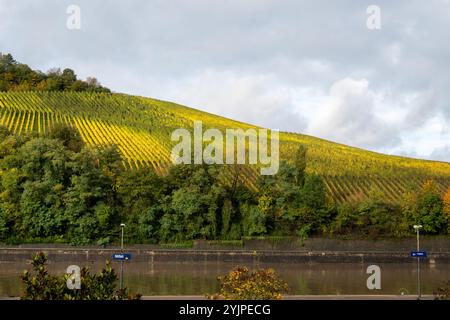 Panoramic view of terraced vineyards around Nittel, Rhineland-Palatinate, Germany and views across Moselle River on vineyard hills of Luxembourg near Foto Stock