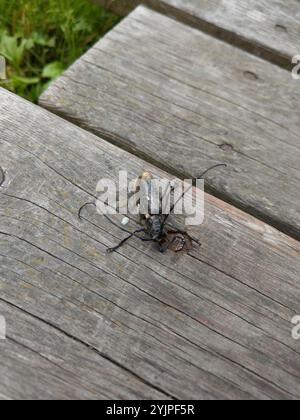 Carpenter Sawyer Beetle (Monochamus sartor) Foto Stock