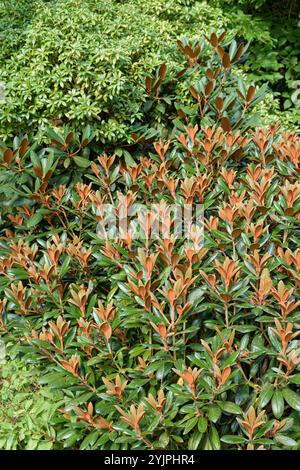 Alpenrose, Rhododendron Hydon Velvet, Alpenrose, Rhodendron Hydon Velvet Foto Stock