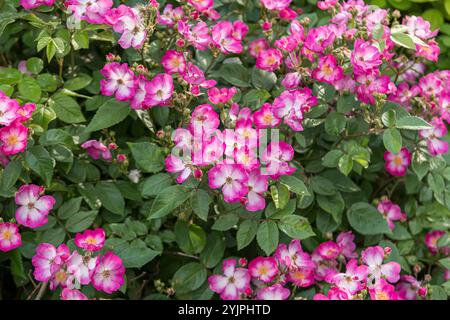 Kleinstrauchrose, Rosa OSO SMOOTHIE FELICE, rosa arbusto, rosa OSO SMOOTHIE FELICE Foto Stock