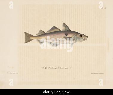 Wright, Wilhelm von, nome dell'opera: Haddock, 1836 - 1857, litografia, dipinto con acquerelli, grafica, larghezza foglio 29,5 cm, altezza foglio 24,3 cm, Wilhelm von Wright 1810 – 1887, pittore svedese-finlandese e naturalista amatoriale Foto Stock