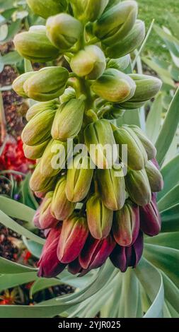 Campane fiammeggianti. Zoccolo persiano - Fritillaria persica nel parco nella città. Foto di alta qualità Foto Stock