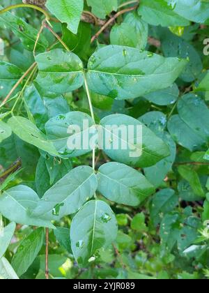 Arachide americane (Apios americana) Foto Stock