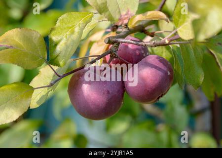 Apfel Malus domestica Redlove era, Apple Malus domestica Redlove era Foto Stock