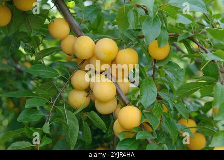 Kirschpflaumen Prunus cerasifera, prugne di ciliegio Prunus cerasifera, prugne di ciliegio Prunus cerasifera Foto Stock