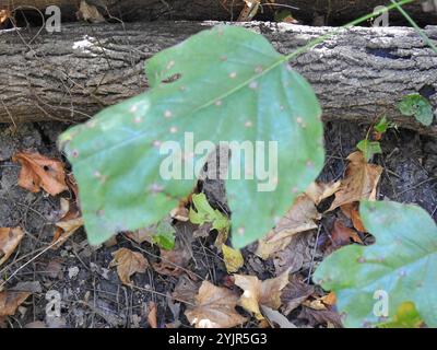 Macchia di foglie di tulipani (Resseliella liriodendri) Foto Stock