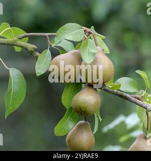Birne Pyrus communis Uta, Par Pyrus communis Uta Foto Stock