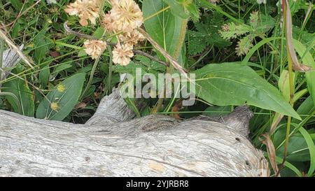 Annuire Nano Girasole (Helianthella quinquenervis) Foto Stock