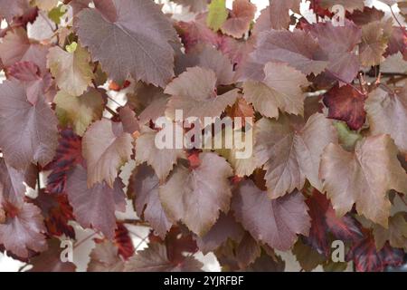 Weinrebe Vitis Spetchley Red, Hosta, Vine Vitis Spetchley Red, Hosta Foto Stock