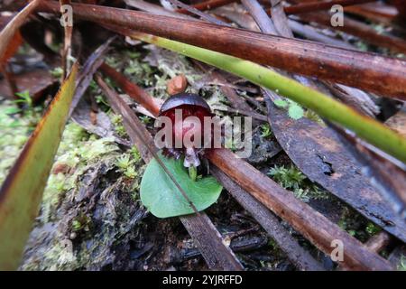 Casco-orchidea venata (Corybas diemenicus) Foto Stock