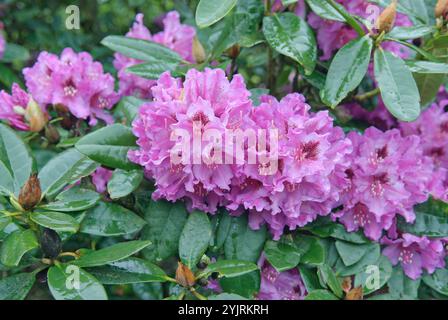 Rhododendron-Hybride Rhododendron Susan, Rhododendron-Hybrid Rhododendron Susan, Rhododendron ibrido Rhododendron Susan Foto Stock