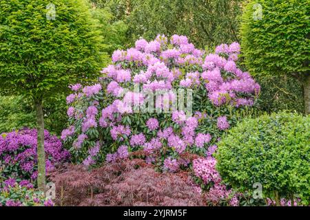 Rhododendron Roseum elegans, Rhododendron roseum elegans Foto Stock