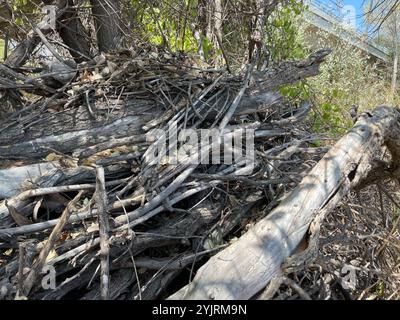 Woodrat dai piedi ciechi (ricette di Neotoma) Foto Stock