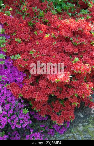 Giappone-Azalee Rhododendron obtusum Rotstein, Rhododendron obtusum Haruko, Giappone azalea Rhododendron obtusum Rotstein, Rhododendron obtusum Haruko Foto Stock