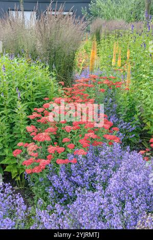 Schafgarbe Achillea millefolium Paprika, Duftnessel Agastache Blue Fortune, Katzenminze Nepeta Kit Cat, peperoni Achillea millefolium, ortica profumata Foto Stock