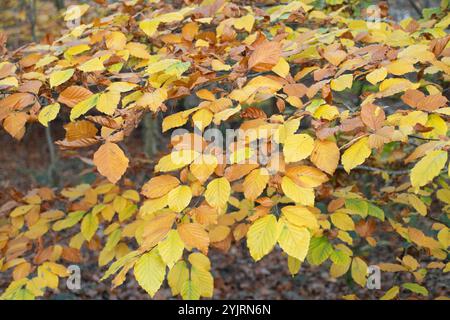 Farnham Common, Regno Unito. 15 novembre 2024. I colori autunnali dei faggi erano spettacolari a Burnham Beeches oggi a Farnham Common, nel Buckinghamshire. Burnham Beeches è un sito di particolare interesse scientifico, una riserva naturale nazionale e un'area speciale di conservazione. I vasti boschi sono di proprietà della City di Londra. Crediti: Maureen McLean/Alamy Live News Foto Stock