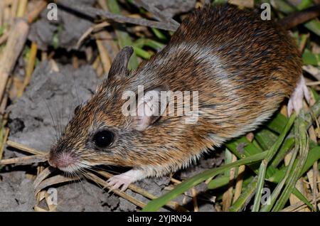 Bushveld Gerbil (Gerbilliscus leucogaster) Foto Stock