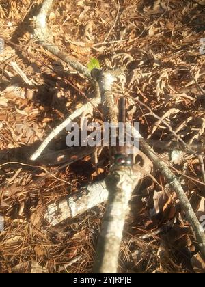 Chasers e King Skimmers (Libellula) Foto Stock