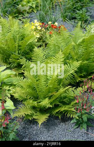 Echter Wurmfarn Dryopteris filix-mas, felce maschio reale Dryopteris filix-mas Foto Stock