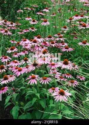 Echinacea purpurea Rubinstern, Echinacea purpurea Ruby Star Foto Stock