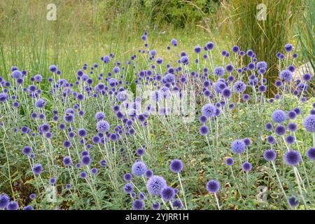 Kugeldistel Echinops ritro Veitchs Blue, Globe Tistle Echinops ritro Veitchs Blue Foto Stock
