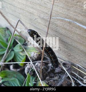 Giorno pascolo Moth (Apina callisto) Foto Stock