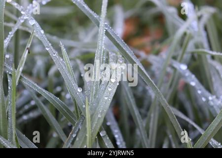 Morgentau mit feinen und großen runden Tropfen, ähnlich wie Glasperlen auf sattgrünen Grashalmen im Herbst Foto Stock