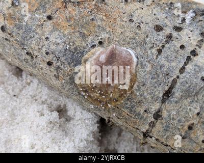 Jingle comune (Anomia simplex) Foto Stock