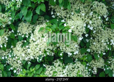 Kletter-Hortensie Hydrangea, Hortensie, hortensia anomala subsp. Petiolaris Foto Stock