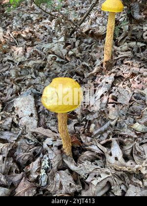 Bolete con gambo corto (Aureoboletus betula) Foto Stock