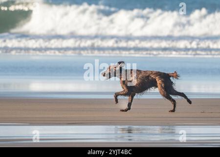 cane marrone che corre sulla spiaggia di fronte al mare Foto Stock