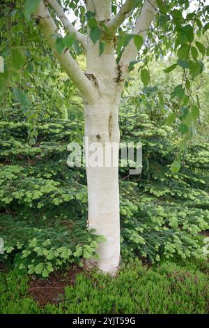 Himalaya-Birke Betula utilis Ghost di Grayswood Foto Stock