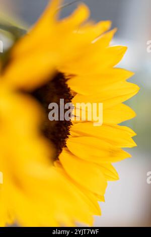 Un girasole giallo preso vicino Foto Stock