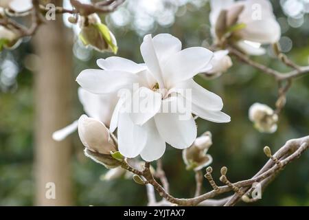 Loebners Magnolie Magnolia × loebneri Merrill Foto Stock