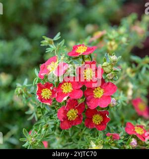 Fingerstrauch, Potentilla frutticosa Danny Boy, Finger Strauch, Potentilla frutticosa Danny Boy Foto Stock