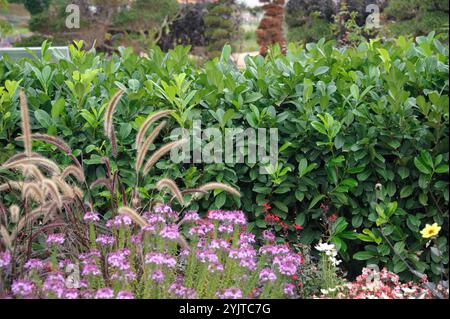 Lorbeer-Kirsche, Prunus laurocerasus rotundifolia, Cherry Laurel, Prunus laurocerasus rotundifolia Foto Stock