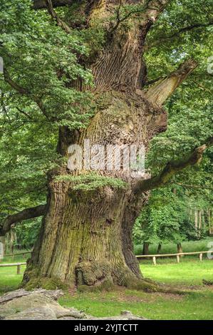 Ivenacker Eichen, Stiel-Eiche , Quercus robur, Ivenacker querce, rovere inglese, Quercus robur Foto Stock