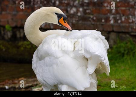 Un bel cigno sul lato del lago che si prepara Foto Stock